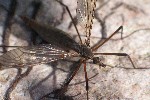 Wiesenschnake (Tipula paludosa)