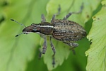 Groer Lupinenblattrandkfer (Sitona gressorius)