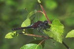 Nordische Moosjungfer (Leucorrhinia rubicunda)