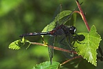 Nordische Moosjungfer (Leucorrhinia rubicunda)