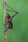 Strauchschrecke (Pholidoptera griseoaptera) - M�nnchen