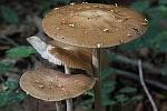 Wurzelnder Schleimr�bling (Xerula radicata)