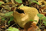 Kartoffelbovist (Scleroderma citrinum)