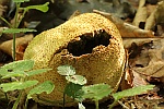 Kartoffelbovist (Scleroderma citrinum)