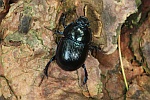 Waldmistkfer (Anoplotrupes stercorosus)