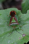 Wipfel-Stachelwanze (Acanthosoma haemorrhoidale)