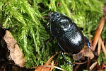 Waldmistkfer (Anoplotrupes stercorosus)