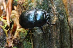 Waldmistkfer (Anoplotrupes stercorosus)