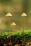 Gelborangemilchender Helmling (Mycena crocata)