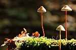 Gelborangemilchender Helmling (Mycena crocata)