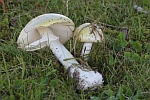 Gr�ner Knollenbl�tterpilz (Amanita phalloides) - giftig