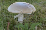 Gr�ner Knollenbl�tterpilz (Amanita phalloides) - giftig