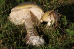 Gr�ner Knollenbl�tterpilz (Amanita phalloides) - giftig
