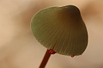 Gelborangemilchender Helmling (Mycena crocata)