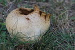 Hasen-St�ubling (Calvatia utriformis)