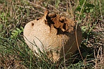 Hasen-St�ubling (Calvatia utriformis)