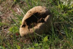 Hasen-St�ubling (Calvatia utriformis)