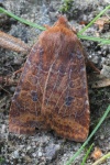 Heidelbeer-Wintereule (Conistra vaccinii)