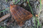 Heidelbeer-Wintereule (Conistra vaccinii)