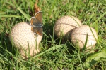 Sonnenrschen-Bluling (Aricia agestis)