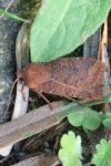 Heidelbeer-Wintereule (Conistra vaccinii)