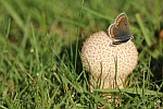 Sonnenrschen-Bluling (Aricia agestis)