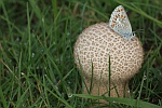 Sonnenrschen-Bluling (Aricia agestis)