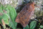 Heidelbeer-Wintereule (Conistra vaccinii)