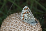 Sonnenrschen-Bluling (Aricia agestis)