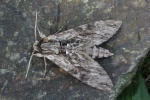 Windenschw�rmer (Agrius convolvuli)