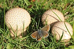 Sonnenrschen-Bluling (Aricia agestis)