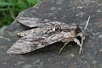 Windenschw�rmer (Agrius convolvuli)