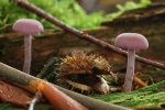 Violette Lacktrichterling (Laccaria amethystina)