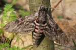 Windenschw�rmer (Agrius convolvuli)