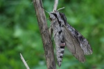 Windenschw�rmer (Agrius convolvuli)