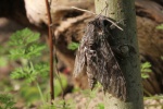 Windenschw�rmer (Agrius convolvuli)