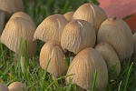 Glimmertintling (Coprinus micaceus)