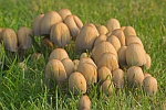 Glimmertintling (Coprinus micaceus)