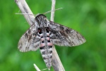 Windenschw�rmer (Agrius convolvuli)