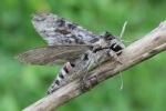Windenschw�rmer (Agrius convolvuli)