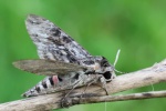 Windenschw�rmer (Agrius convolvuli)