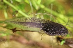 Springfrosch (Rana dalmatina)