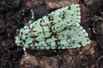 Gr�ne Eicheneule (Griposia aprilina)