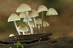 Olivgrauer Helmling (Mycena arcangeliana)