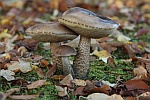 Birkenrhrling (Leccinum scabrum)