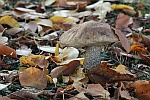 Birkenrhrling (Leccinum scabrum)