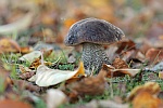 Birkenrhrling (Leccinum scabrum)