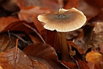 Horngraue Rbling (Rhodocollybia butyracea)