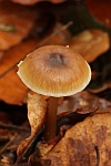 Horngraue Rbling (Rhodocollybia butyracea)