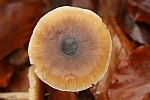 Horngraue Rbling (Rhodocollybia butyracea)